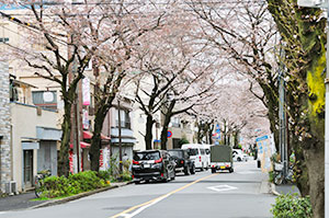 疎開道路の桜並木。5分咲き程でしたが奇麗で、春を感じる事が出来ました。